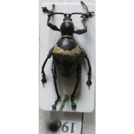 Calidiopsis speciosa Heller, 1913 female Philippines19d